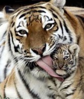 /album/galeria-de-fotos/m%c3%a3e-lambuzenta-jpg/